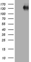 EGFR Antibody (aa900-1210, clone OTI6F5)