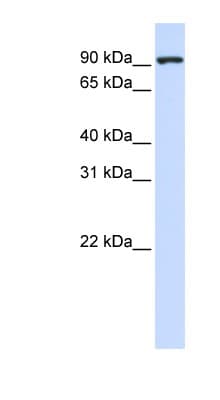 CTAGE5 Antibody (aa540-589)