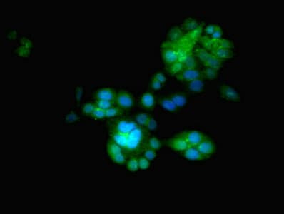 EGLN2 / PHD1 Antibody
