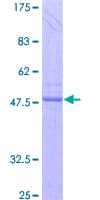 Human IL24 Protein (Recombinant GST)