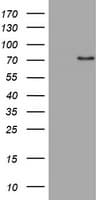 NF-L / NEFL Antibody (clone OTI3G2)