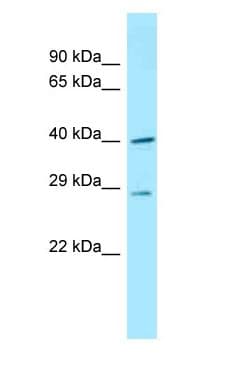 DNAJC11 Antibody (aa451-500)