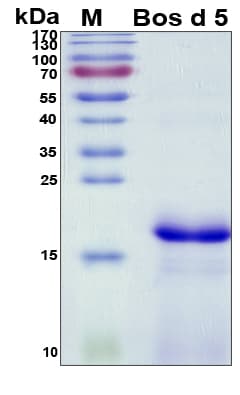 Cow LGB / Beta-Lactoglobulin Protein (Recombinant His, N-Terminal)