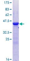 Human UBE2G1 Protein (Recombinant GST)