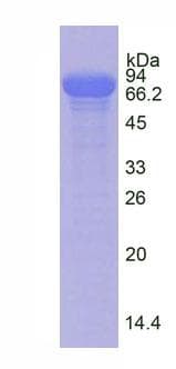 Pig TF / Transferrin Protein (Native)