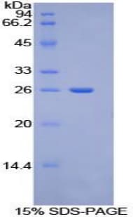 Mouse TOR2A Protein (Recombinant His-T7)