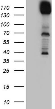 DCC Antibody (clone OTI5D10)
