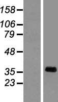 SYAP1 Protein (Over-Expression Lysate Myc-DDK (Flag))