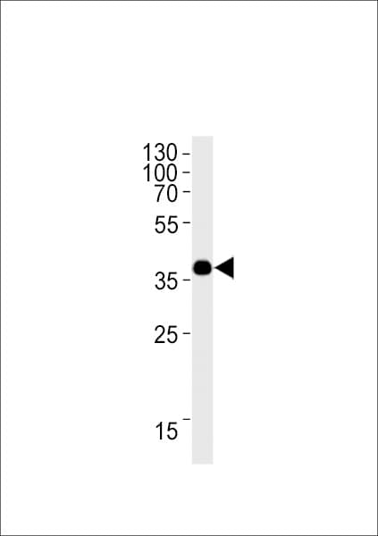 OR1L3 Antibody (aa290-320)
