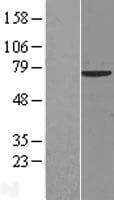 ARA70 / NCOA4 Protein (Over-Expression Lysate Myc-DDK (Flag))