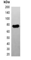 DYKDDDDK Tag Antibody (HRP)