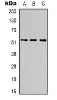 Monoclonal Mouse anti-Human Alpha Tubulin Antibody (IHC, IF, WB)