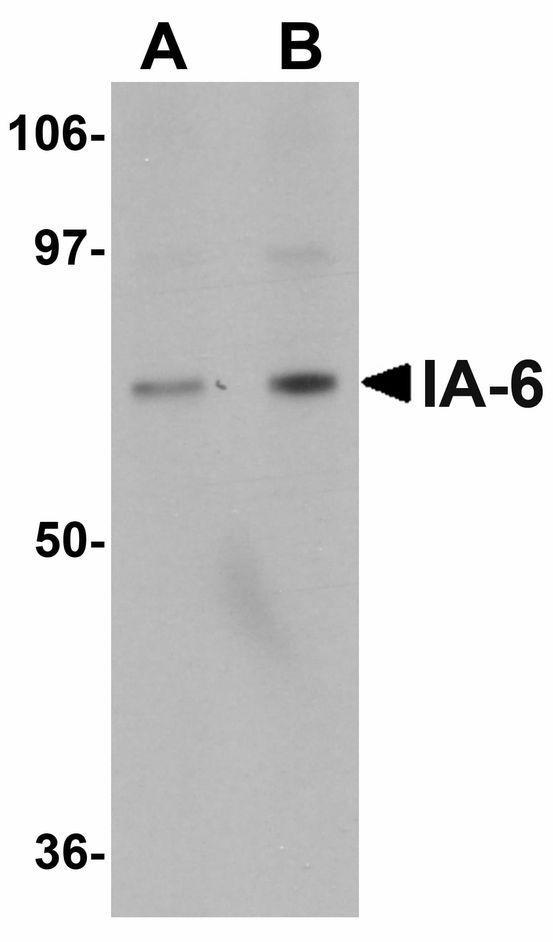 IA-6 / INSM2 Antibody