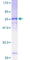 Human T-cell receptor delta chain (tcrd) Protein (Recombinant GST)