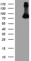 FBXO21 Antibody (clone OTI3C11, Carrier-free)