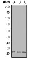 BAD Antibody (C-Terminus)