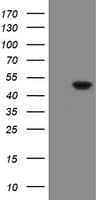 GORAB / SCYL1BP1 Antibody (clone OTI4A4)