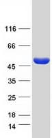 Human ASS1 / ASS Protein (Recombinant Myc-DDK (Flag))