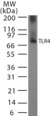 TLR4 Antibody (aa418-435)