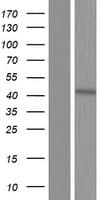 Human C8orf58 Protein (Over-Expression Lysate Myc-DDK (Flag))
