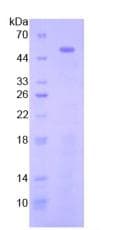 Mouse TLR3 Protein (Recombinant His-GST)