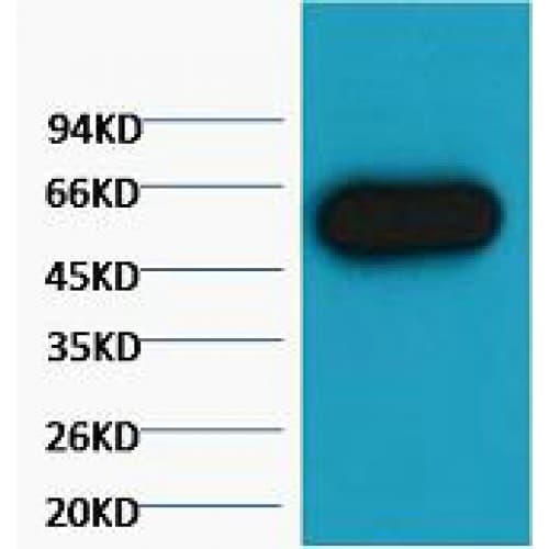 Monoclonal Mouse anti-Zebrafish Alpha Tubulin Antibody (WB)