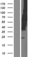 SLAMF6 / NTBA Protein (Over-Expression Lysate Myc-DDK (Flag))