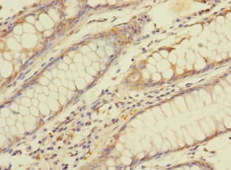 BTNL3 Antibody