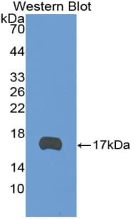 TEK / TIE2 Antibody (aa1-116)