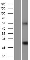 C9orf40 Protein (Over-Expression Lysate Myc-DDK (Flag))