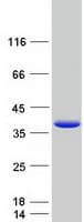 Human HNRPA1 / HnRNP A1 Protein (Recombinant Myc-DDK (Flag))