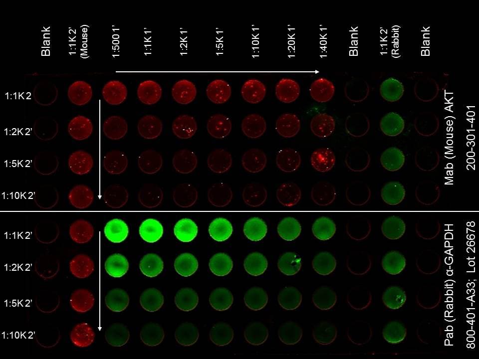 AKT1 Antibody (Internal, clone 14E5.16C8.25F6)