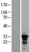 RALY Protein (Over-Expression Lysate Myc-DDK (Flag))