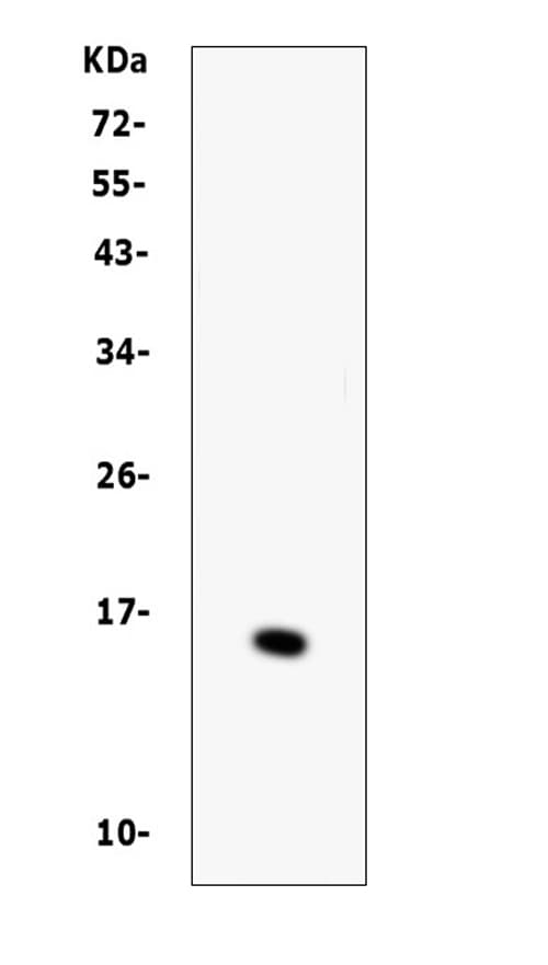 Polyclonal Rabbit anti-Human BTC / Betacellulin Antibody (IHC, WB)