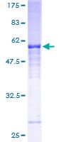 Human NCR1 / NKP46 Protein (Recombinant GST)