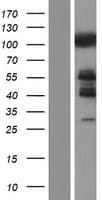 Human c-CBL Protein (Over-Expression Lysate Myc-DDK (Flag))