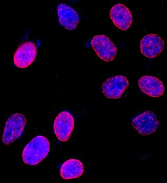 Polyclonal Rabbit anti-Human NUP153 Antibody (aa50-100, IF, WB)