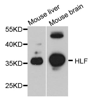 HLF Antibody