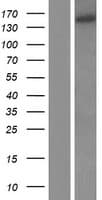 Human EIF3A Protein (Over-Expression Lysate Myc-DDK (Flag))