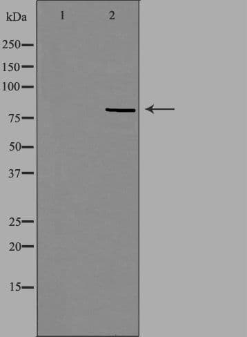 Polyclonal Rabbit anti-Human RFWD3 Antibody (IF, WB)