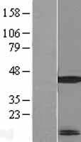 MRPL41 / PIG3 / BMRP Protein (Over-Expression Lysate Myc-DDK (Flag))