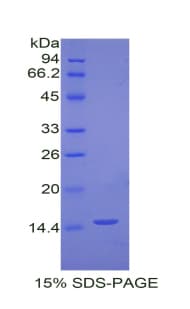 Dog Tryptase Protein (Recombinant His)