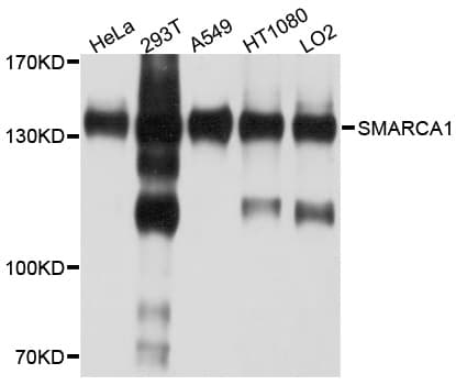SMARCA1 / SWI Antibody