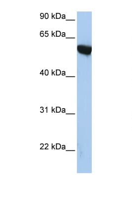APBA3 / MINT3 Antibody (aa144-193)