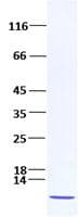 Human SDF1 / CXCL12 Protein (Recombinant)