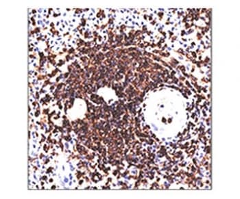 CD45RA Antibody (clone 158-4D3, Ready-to-Use)