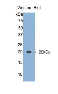 VNN1 Antibody (aa229-379, PE)