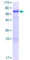 Human CUEDC1 Protein (Recombinant GST)