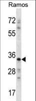 Polyclonal Rabbit anti-Human NDN / Necdin Antibody (aa43-71, WB)