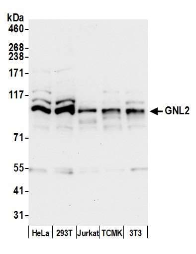 GNL2 Antibody (aa683-723)